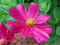 cosmos